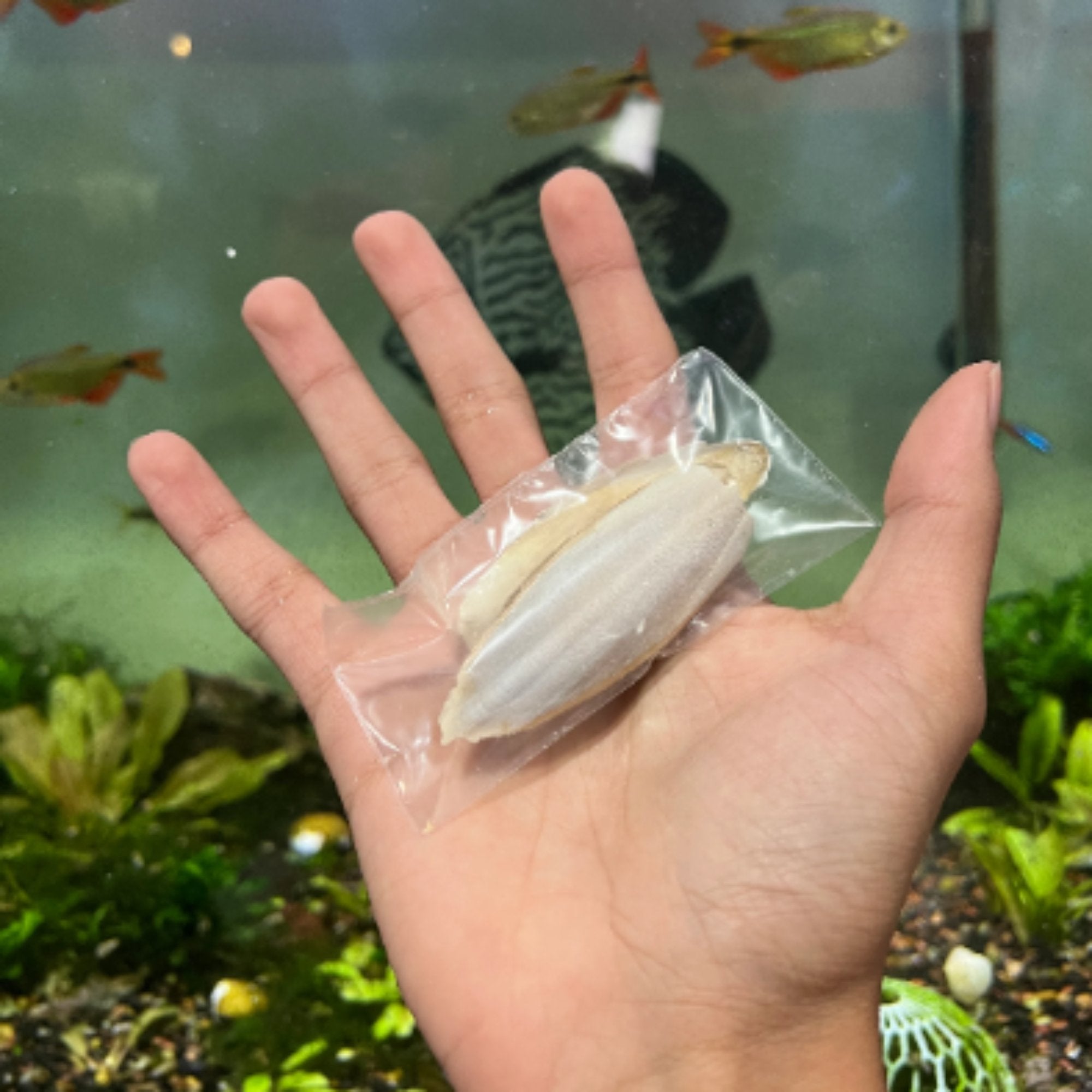 AQUARIUM & TERRARIUM Cuttlebone Calcium source - Betta Fish, Snail, Isopod calcium back - Wild Pet Supply