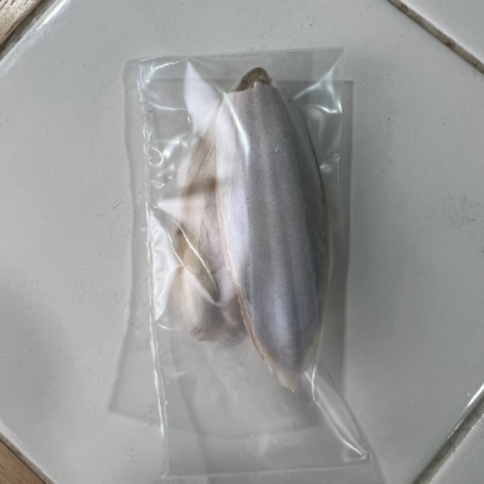 AQUARIUM & TERRARIUM Cuttlebone Calcium source - Betta Fish, Snail, Isopod calcium back - Wild Pet Supply