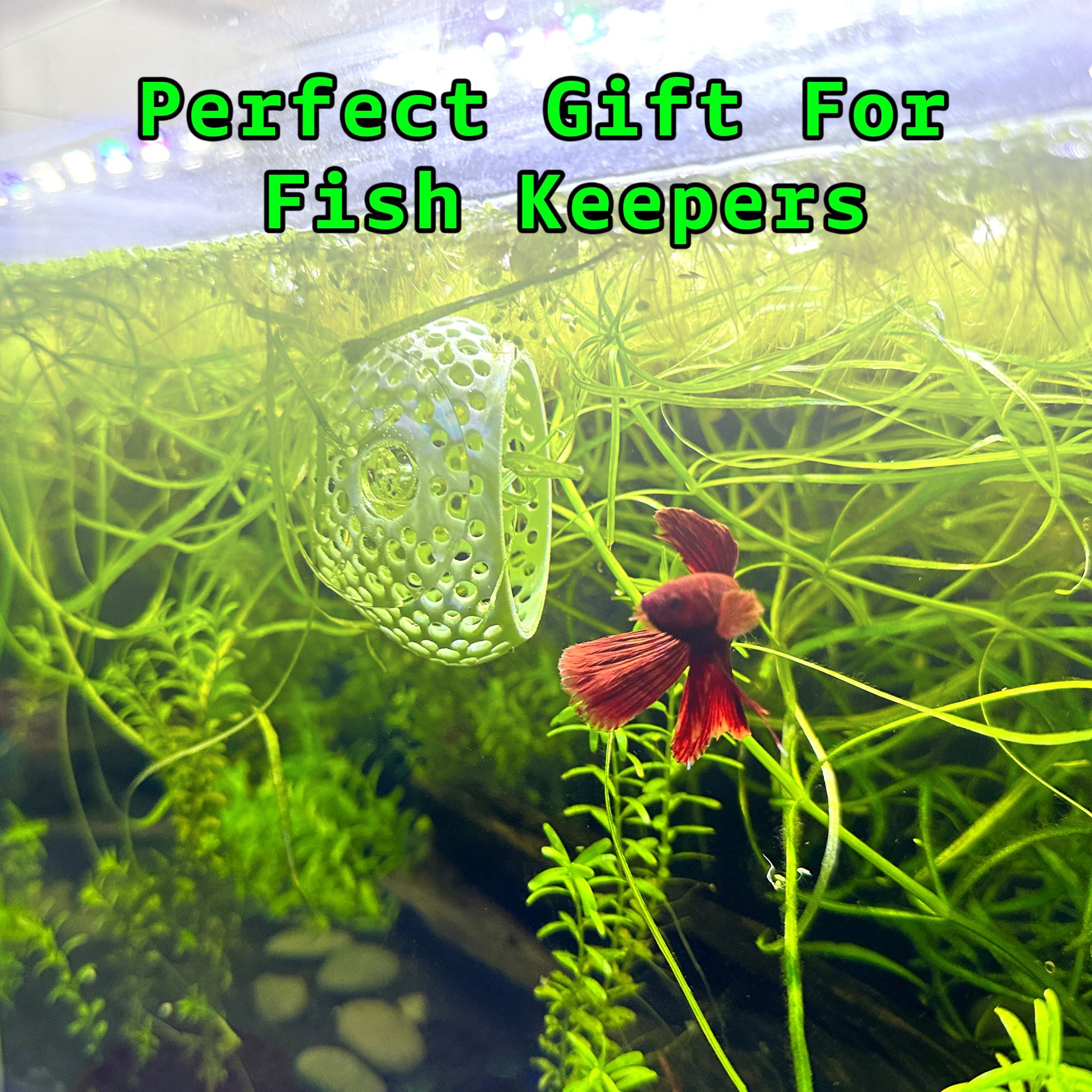 Betta Bulb Hide | Organic Betta Rest Fish Tank Ornament | CTWPets™ - Wild Pet Supply