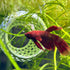 Betta Bulb Hide | Organic Betta Rest Fish Tank Ornament | CTWPets™ - Wild Pet Supply
