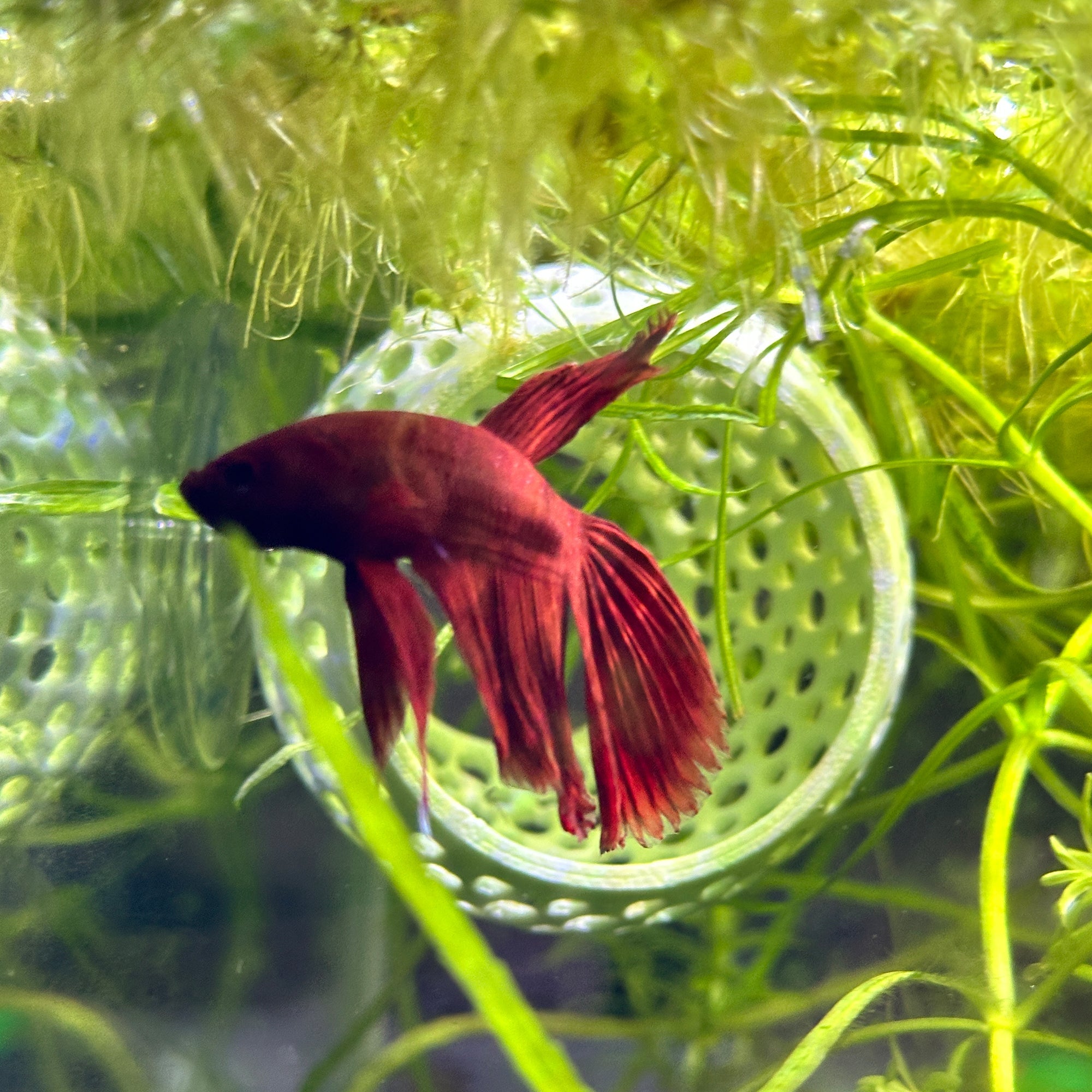 Betta Bulb Hide Organic Betta Rest Fish Tank Ornament CTWPets