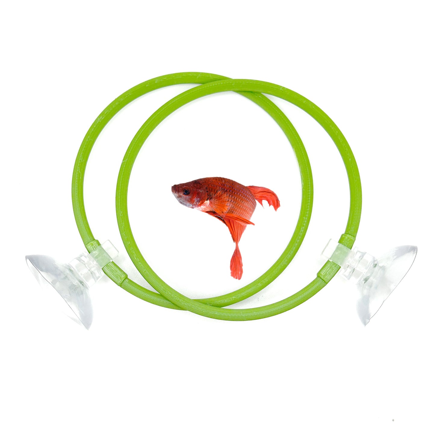 Betta Fish Ring For Betta Fish Trainning 2 Pack | Betta Excercise Loop Betta Loop For Aquarium Decor | CTWPets™ - Wild Pet Supply