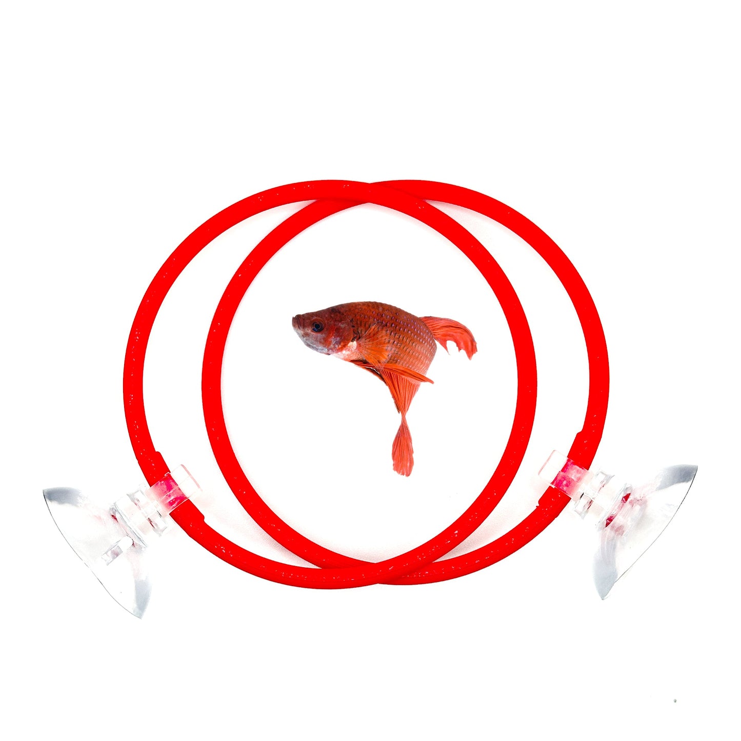 Betta Fish Ring For Betta Fish Trainning 2 Pack | Betta Excercise Loop Betta Loop For Aquarium Decor | CTWPets™ - Wild Pet Supply