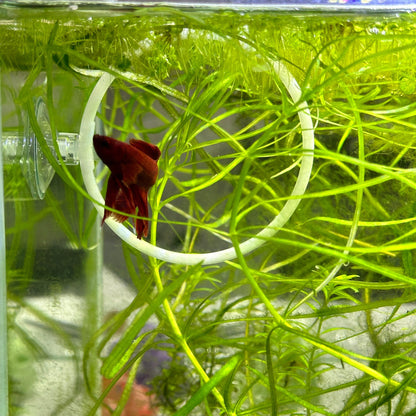 Betta Fish Ring For Betta Fish Trainning 2 Pack | Betta Excercise Loop Betta Loop For Aquarium Decor | CTWPets™ - Wild Pet Supply
