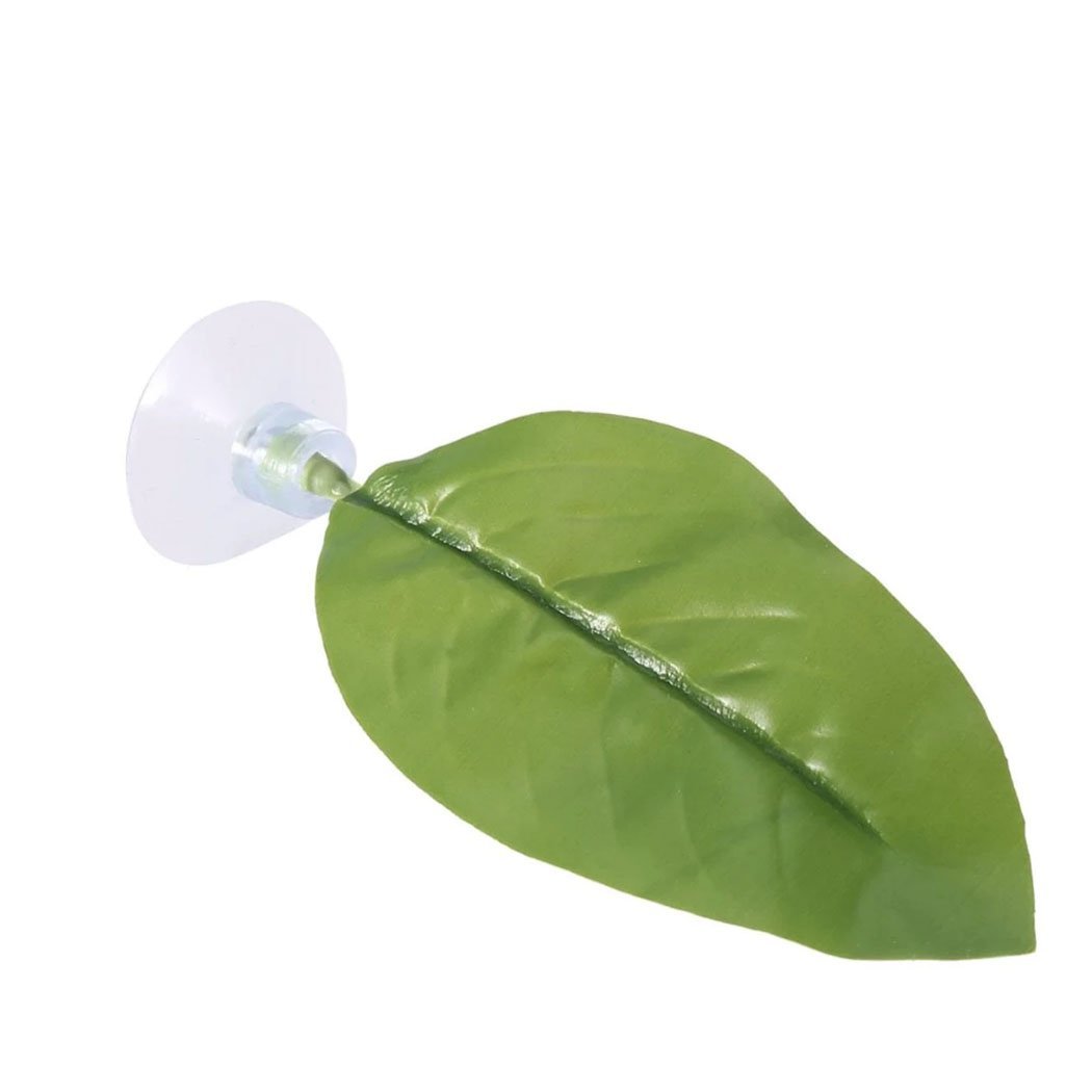 Betta Leaf - Wild Pet Supply