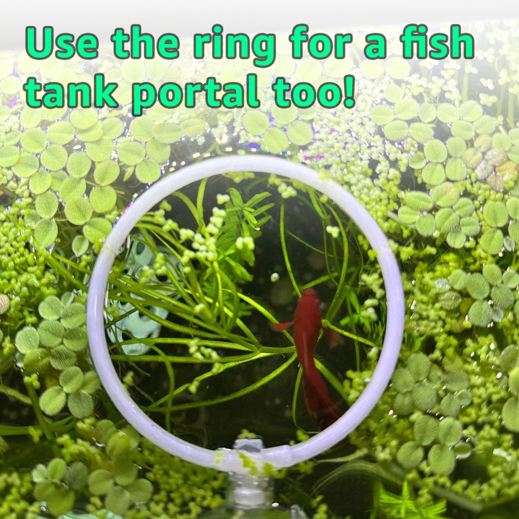 Betta Training Rings – 2 Pack Exercise Loops - Wild Pet Supply