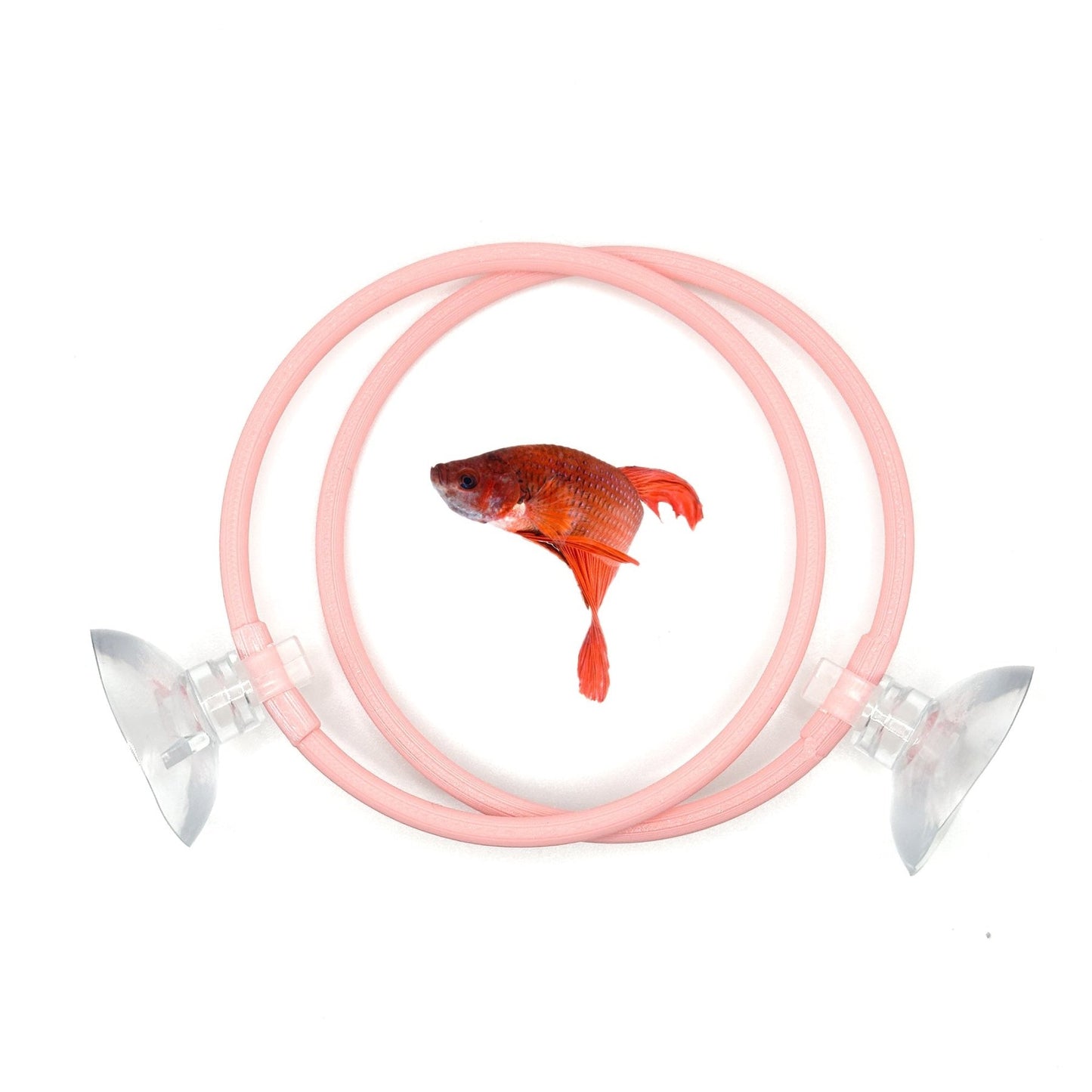 Betta Training Rings – 2 Pack Exercise Loops - Wild Pet Supply