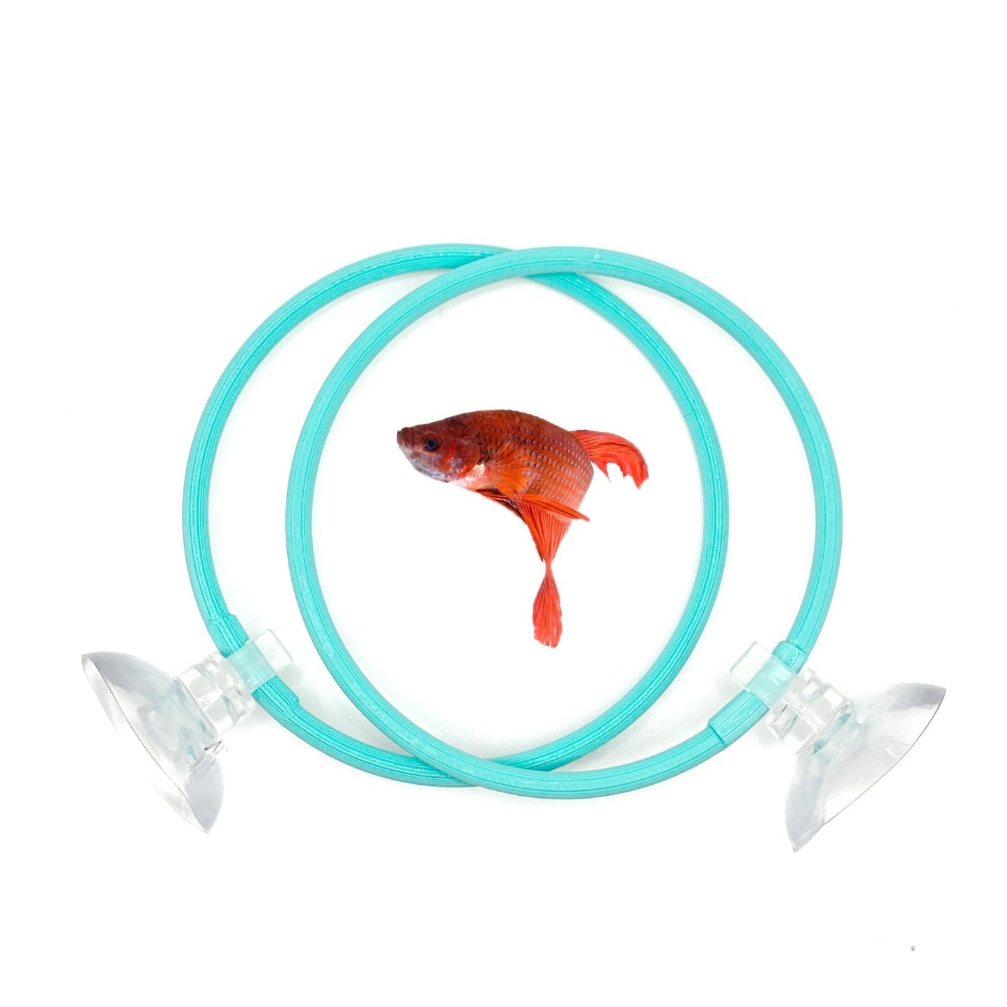 Betta Training Rings – 2 Pack Exercise Loops - Wild Pet Supply