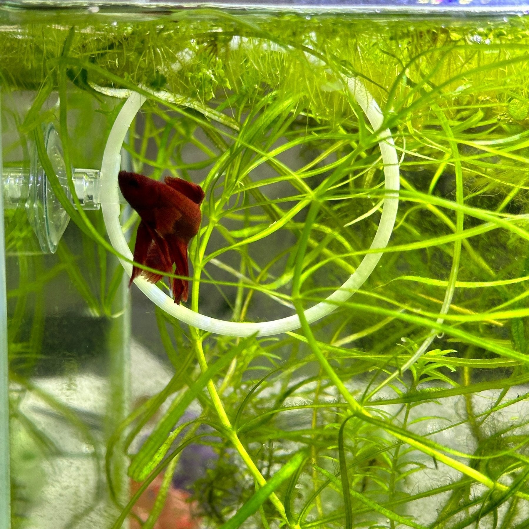 Betta Training Rings – 2 Pack Exercise Loops - Wild Pet Supply