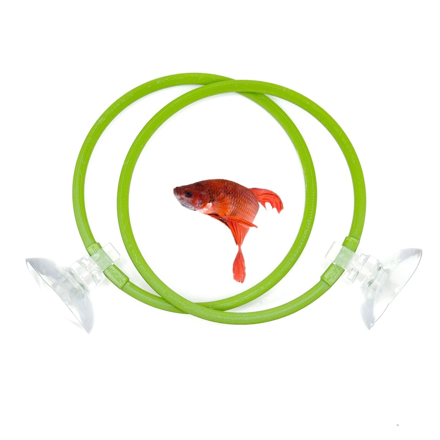 Betta Training Rings – 2 Pack Exercise Loops - Wild Pet Supply