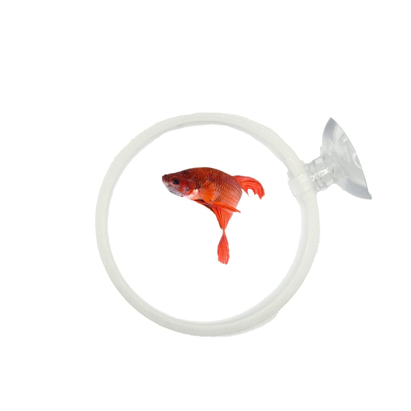 Betta Training Rings – 2 Pack Exercise Loops - Wild Pet Supply
