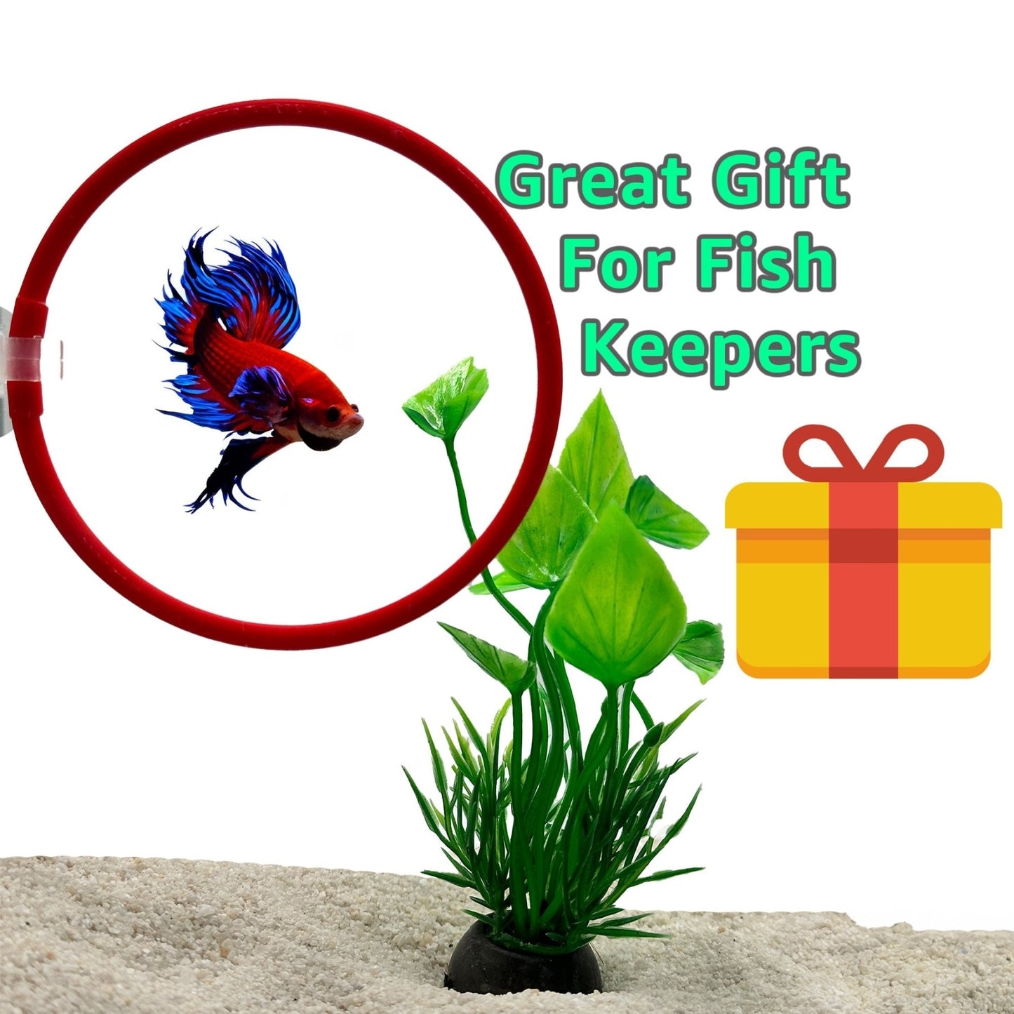 Betta Training Rings – 2 Pack Exercise Loops - Wild Pet Supply