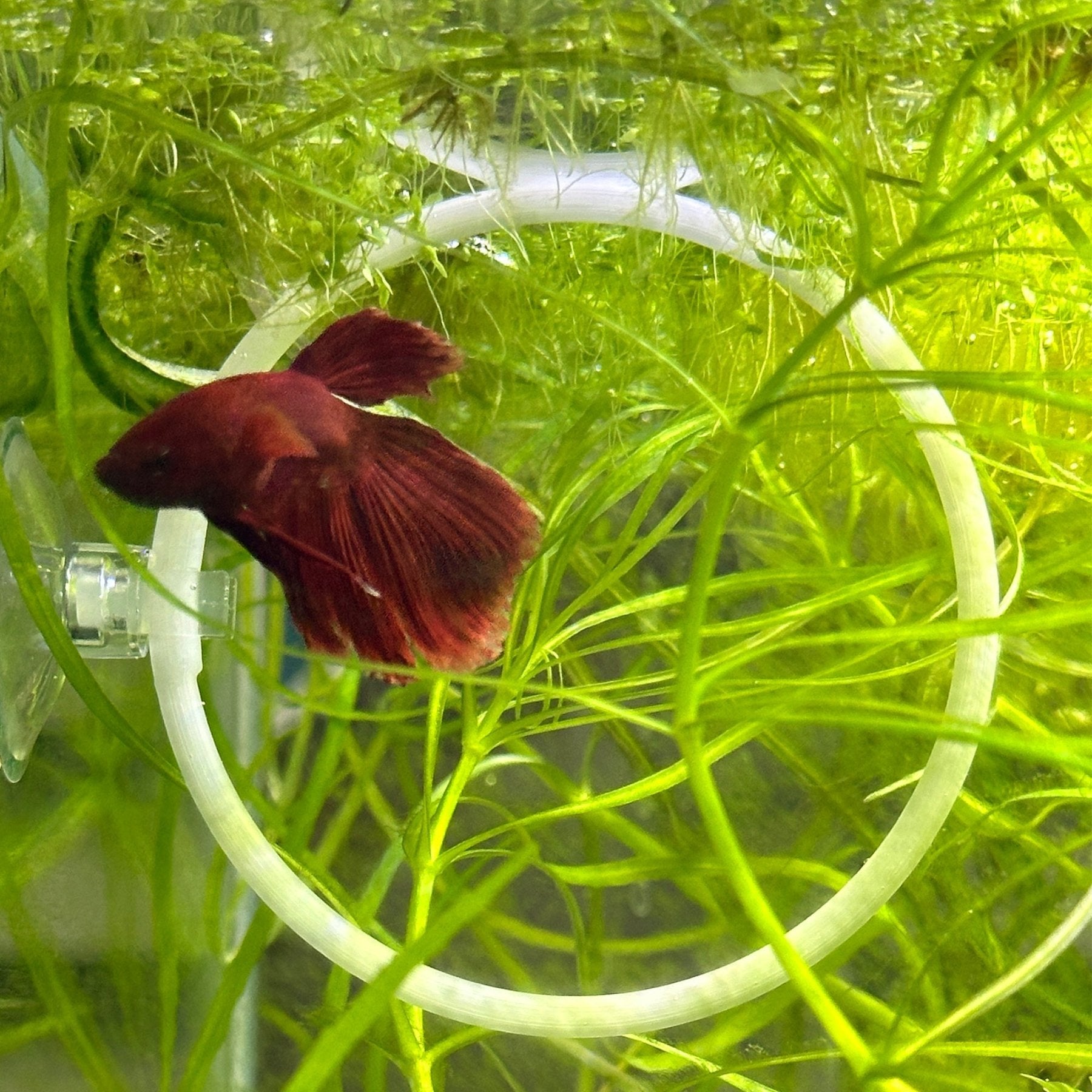 Betta Training Rings – 2 Pack Exercise Loops - Wild Pet Supply