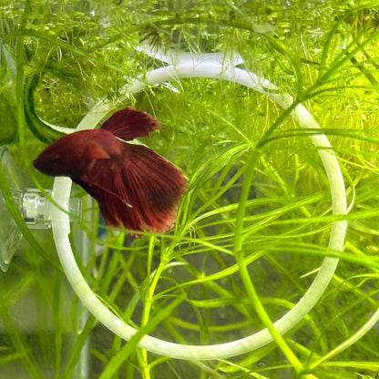 Betta Training Rings – 2 Pack Exercise Loops - Wild Pet Supply