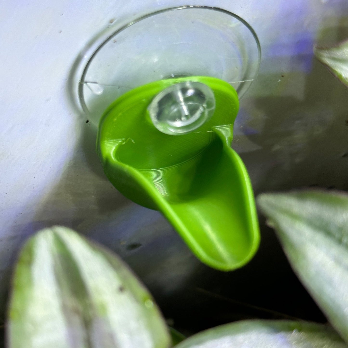 Bromeliad Leaf Pod – Dart Frog Hide - Wild Pet Supply