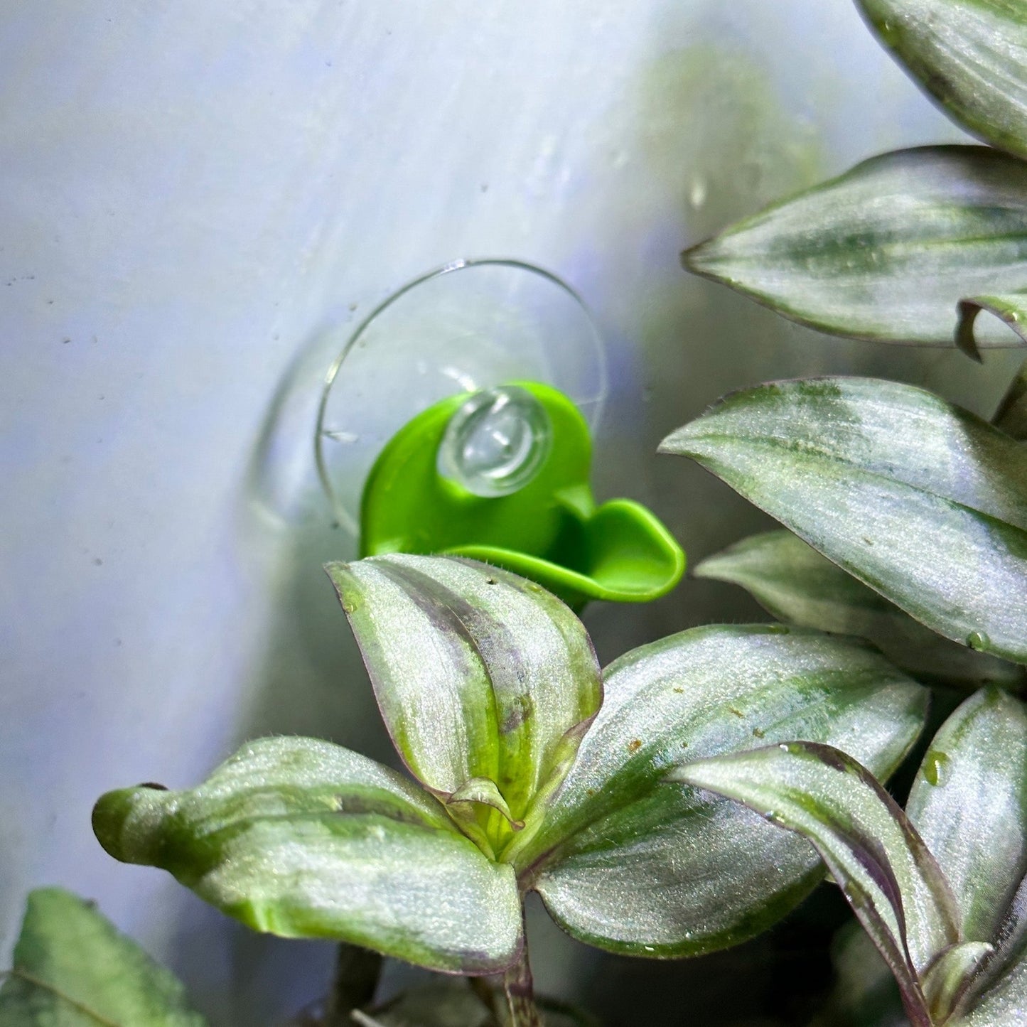 Bromeliad Leaf Pod – Dart Frog Hide - Wild Pet Supply