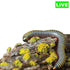 Bumblebee Millipedes Pack Of 2 - Wild Pet Supply