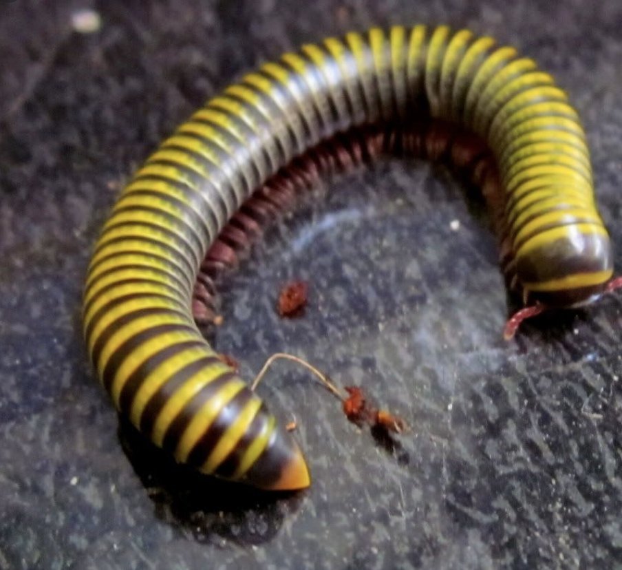 Bumblebee Millipedes (Pack of 2) – Live Cleanup Crew for Bioactive Terrariums or Easy Exotic Pets - Wild Pet Supply