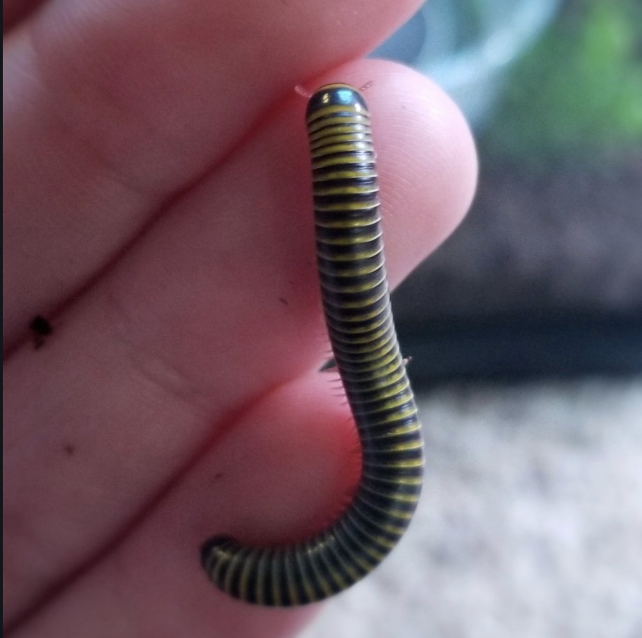 Bumblebee Millipedes (Pack of 2) – Live Cleanup Crew for Bioactive Terrariums or Easy Exotic Pets - Wild Pet Supply