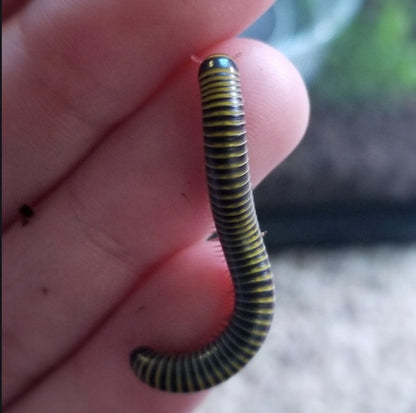 Bumblebee Millipedes (Pack of 2) – Live Cleanup Crew for Bioactive Terrariums or Easy Exotic Pets - Wild Pet Supply