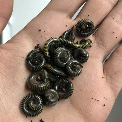Bumblebee Millipedes (Pack of 2) – Live Cleanup Crew for Bioactive Terrariums or Easy Exotic Pets - Wild Pet Supply