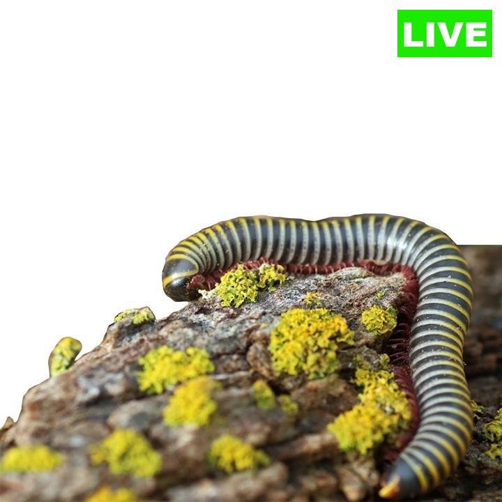 Bumblebee Millipedes (Pack of 2) – Live Cleanup Crew for Bioactive Terrariums or Easy Exotic Pets - Wild Pet Supply