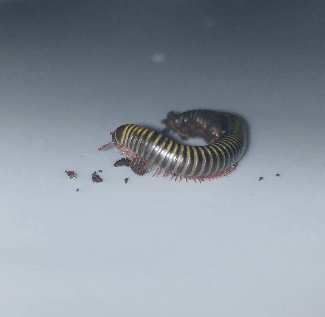 Bumblebee Millipedes (Pack of 2) – Live Cleanup Crew for Bioactive Terrariums or Easy Exotic Pets - Wild Pet Supply