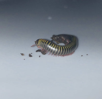 Bumblebee Millipedes (Pack of 2) – Live Cleanup Crew for Bioactive Terrariums or Easy Exotic Pets - Wild Pet Supply