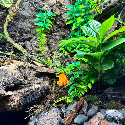 Camp Fire Terrarium Decor - Wild Pet Supply