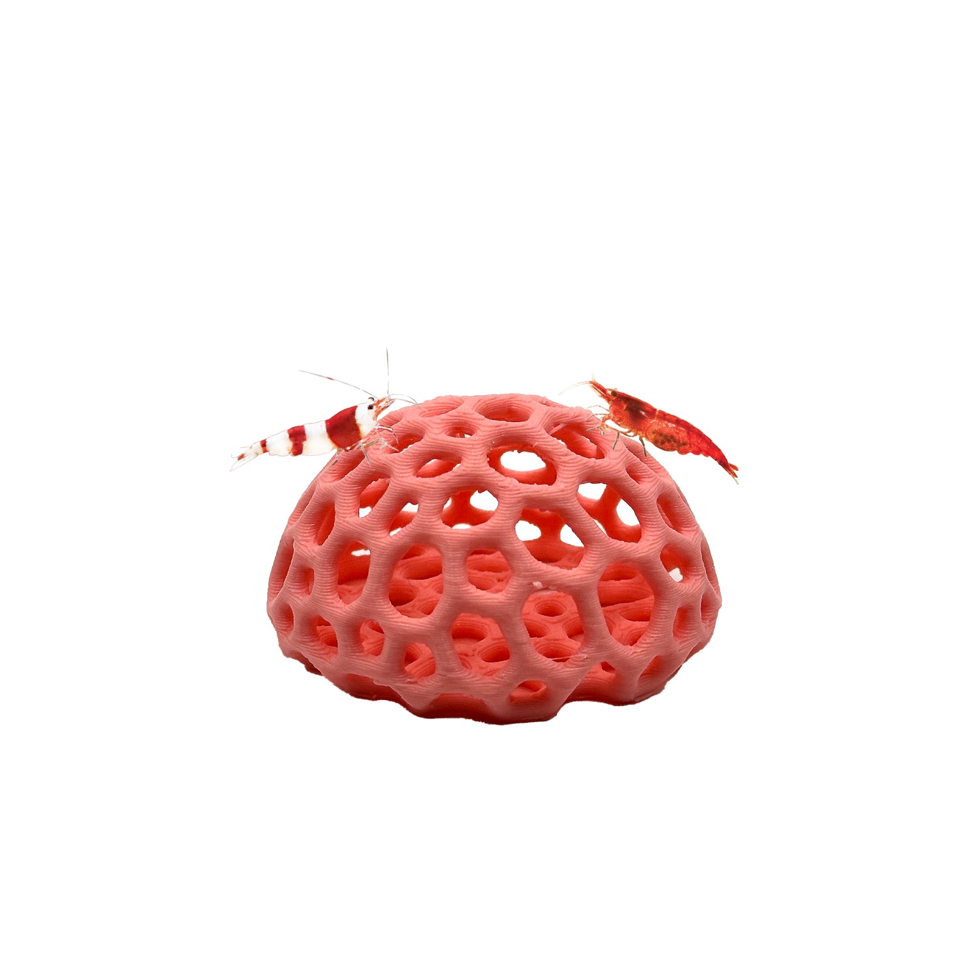 Colorful Shrimp Dome Hide | Aquarium Cherry Shrimp Hide - Wild Pet Supply
