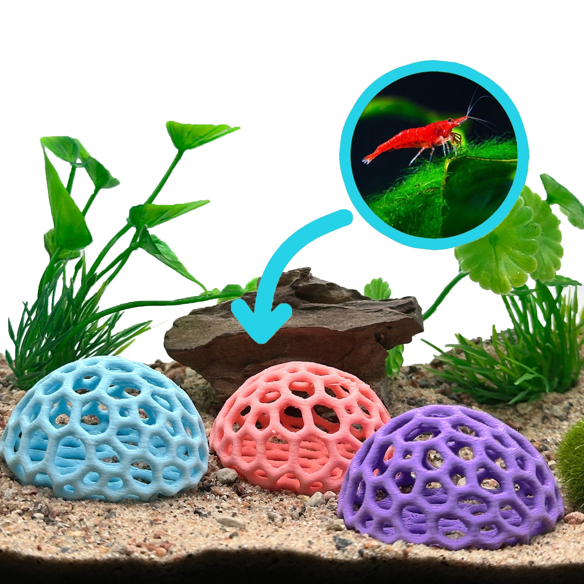 Colorful Shrimp Dome Hide | Aquarium Cherry Shrimp Hide - Wild Pet Supply