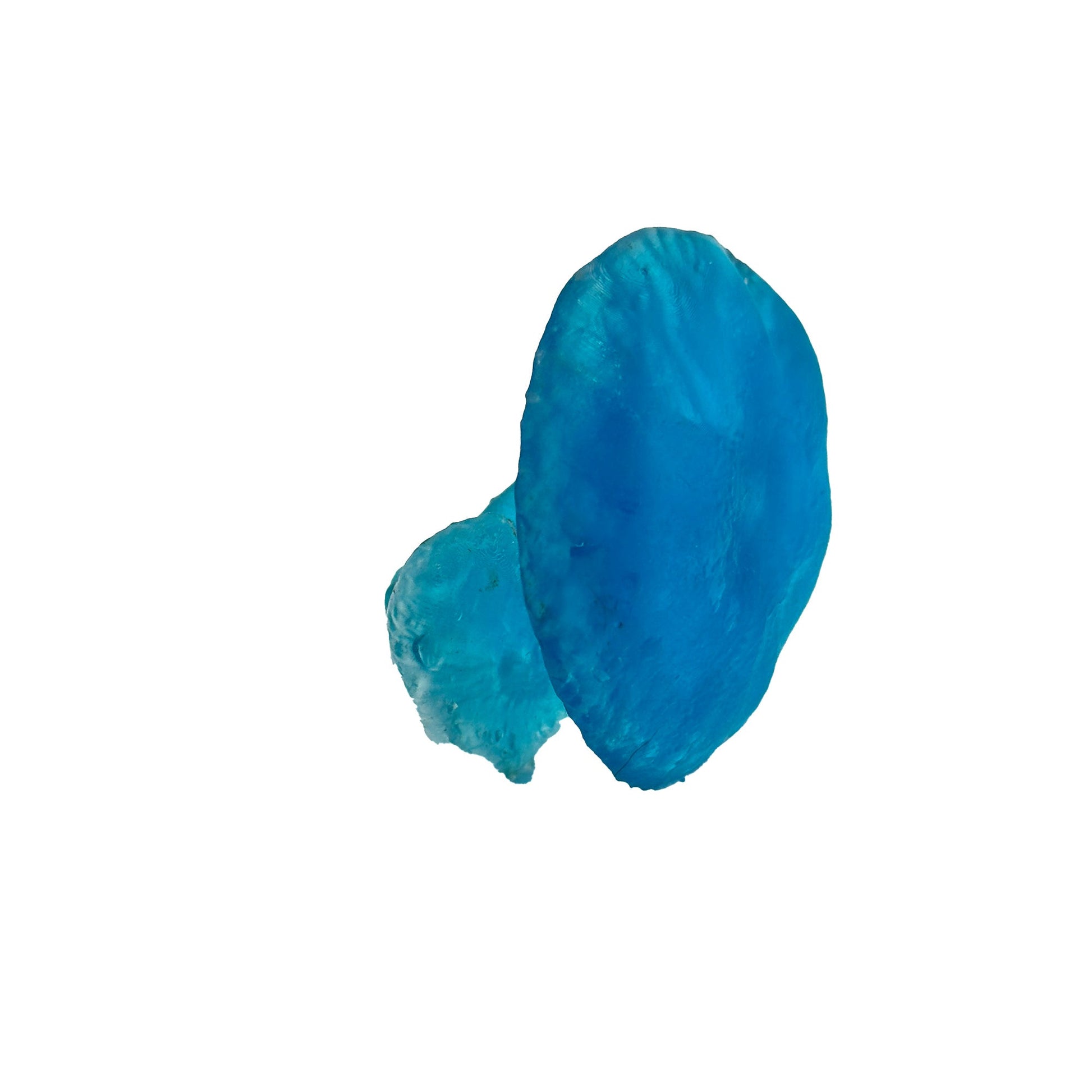 Crystal Blue Mushroom For Gecko Terrariums - Wild Pet Supply