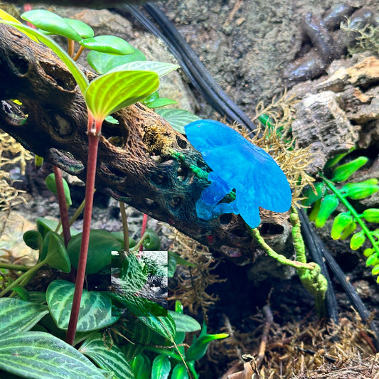 Crystal Blue Mushroom For Gecko Terrariums - Wild Pet Supply