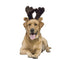 Dog Reindeer Hat | Holiday Accessory - Wild Pet Supply