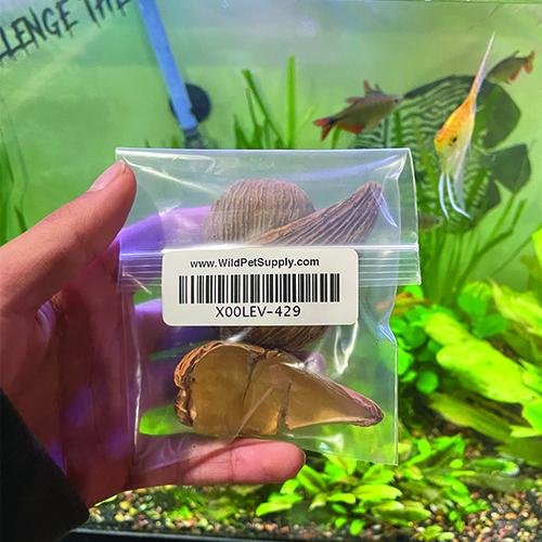 Dregea Pod Natural Aquarium Decor Shrimp & Betta - Wild Pet Supply