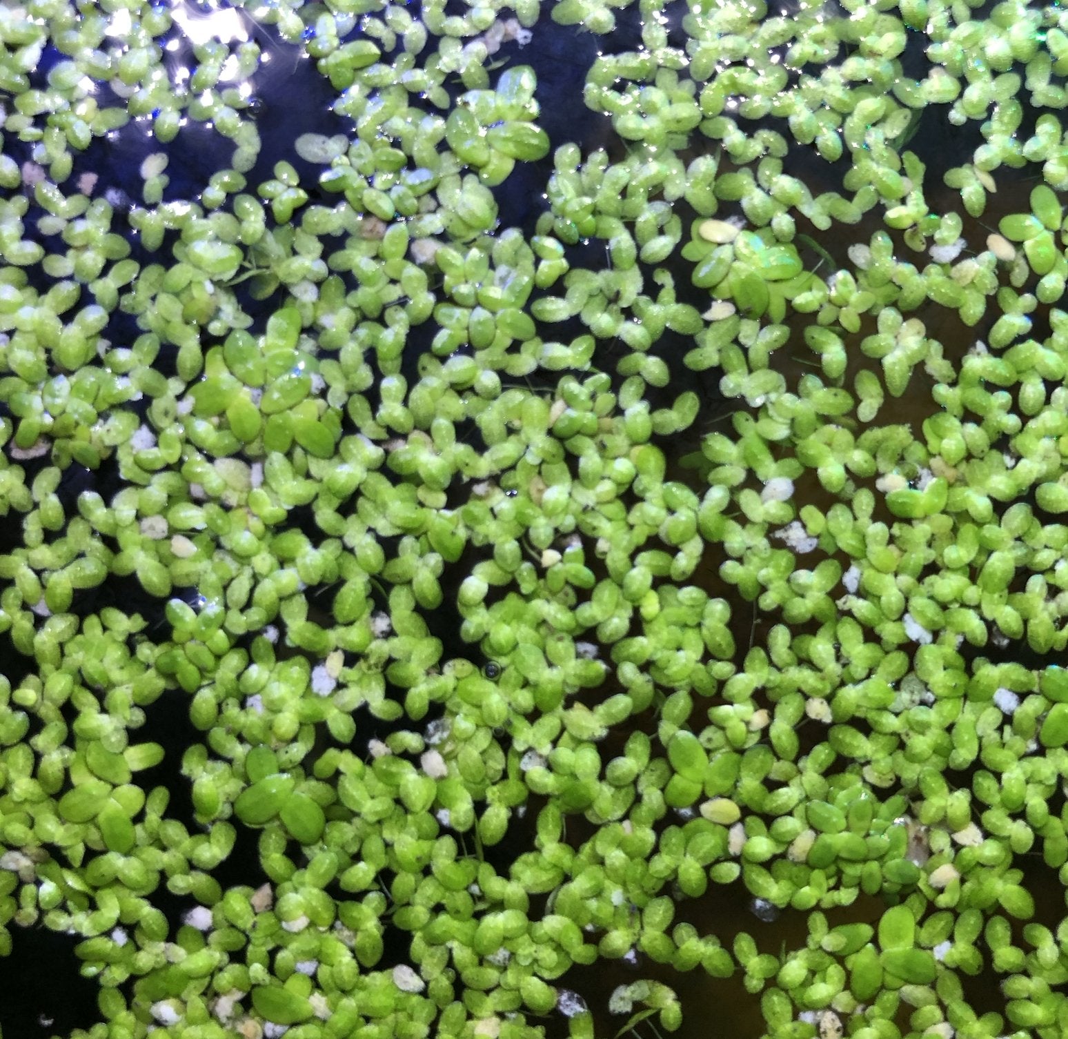 Duck Weed 2OZ - Wild Pet Supply