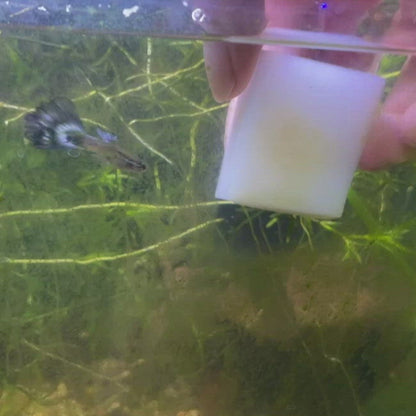 Micro Cleans™ | Aquarium/Terrarium Glass Cleaning Cubes