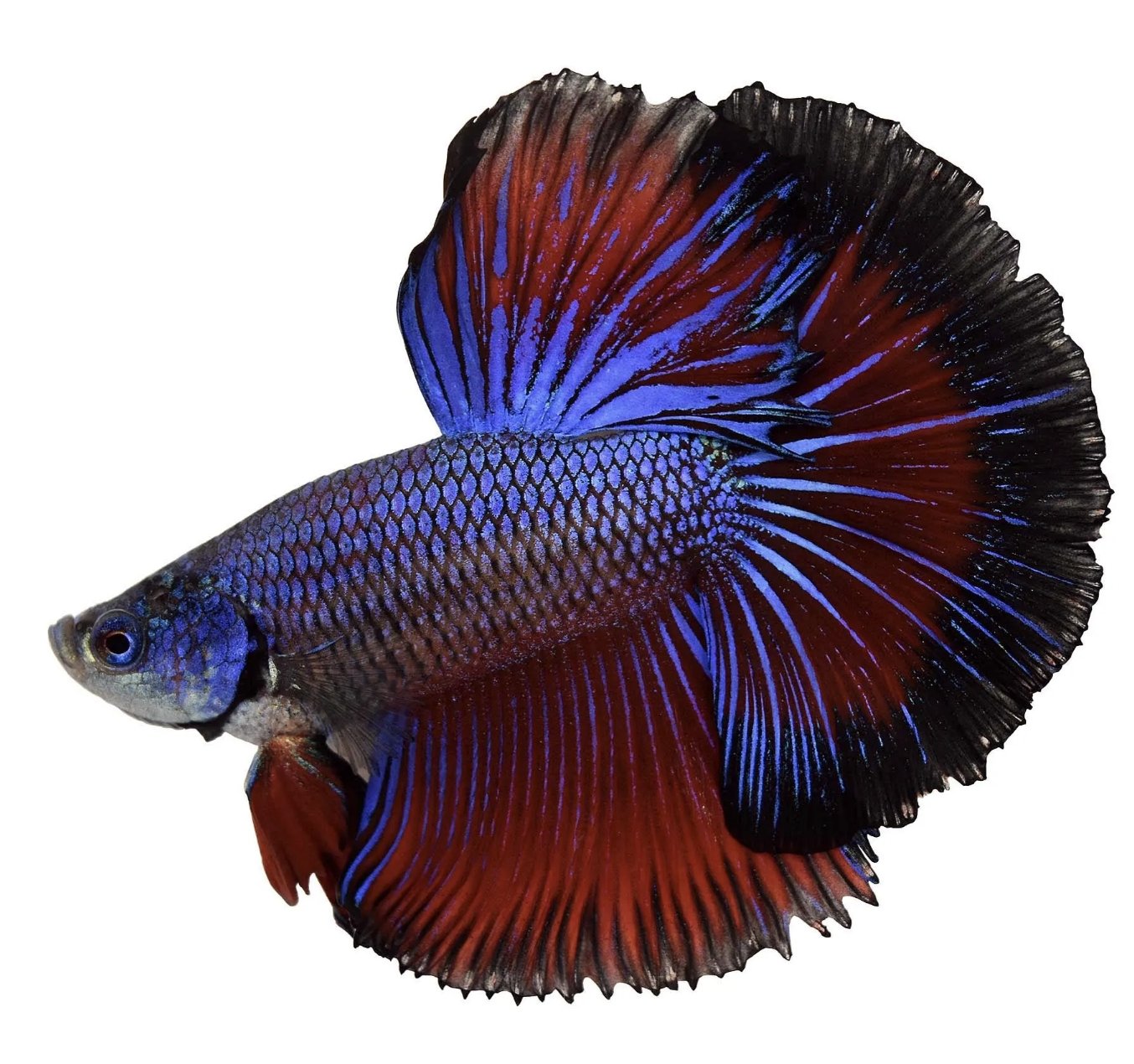 Elive Betta Natural Habitat Aquarium Treatments Water Conditioner Fish Tank 1 oz - Wild Pet Supply