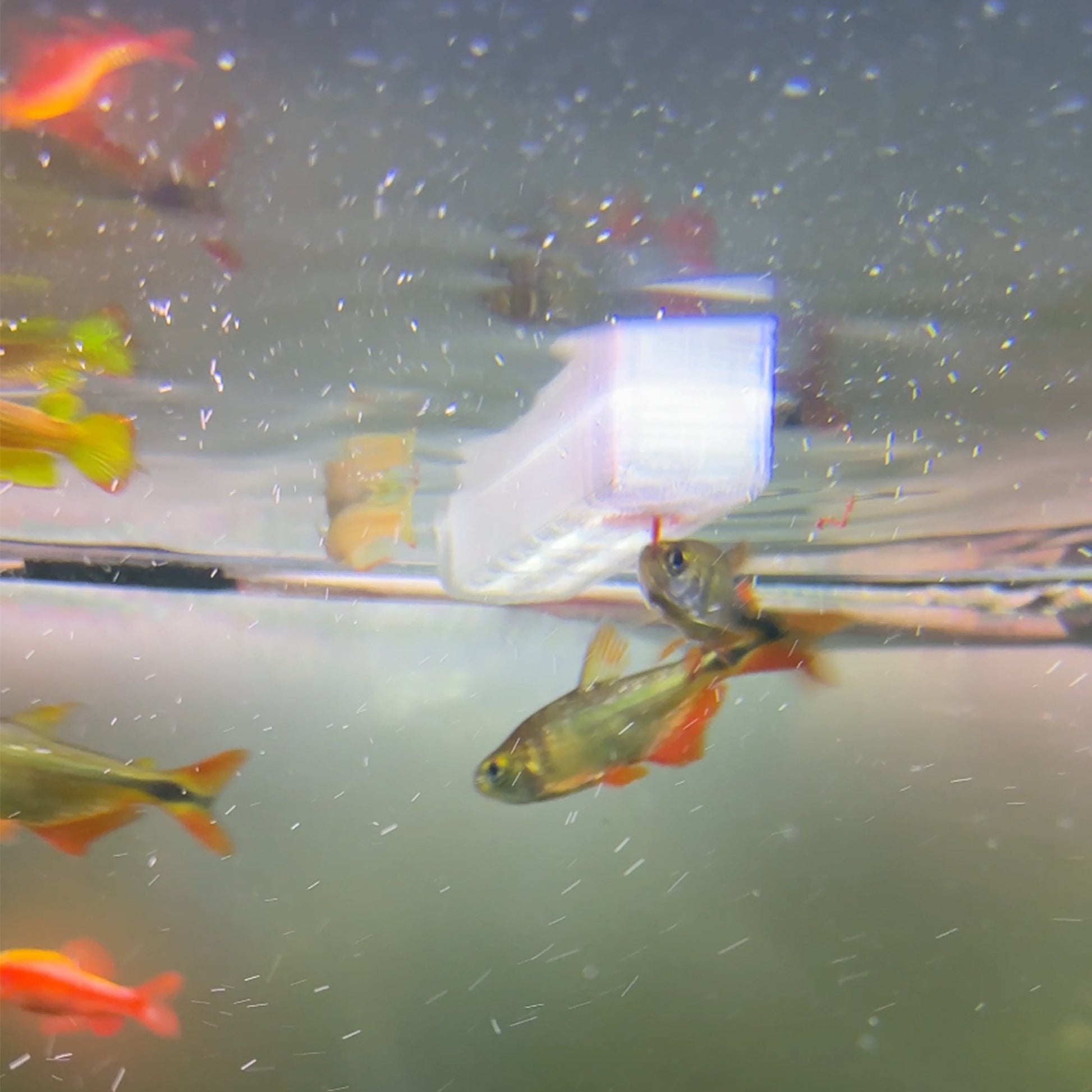 Floating Aquarium Feeder | Fish Tank Boat Feeder - Betta Fish Feeder - Frozen Blood Worm Feeder - Cargo Ship Fish Tank Decor - Wild Pet Supply