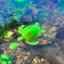 Floating Fish Tank Turtle - Sea Turtle Aquarium Decor - Fish Tank Shrimp Betta Decor - Wild Pet Supply