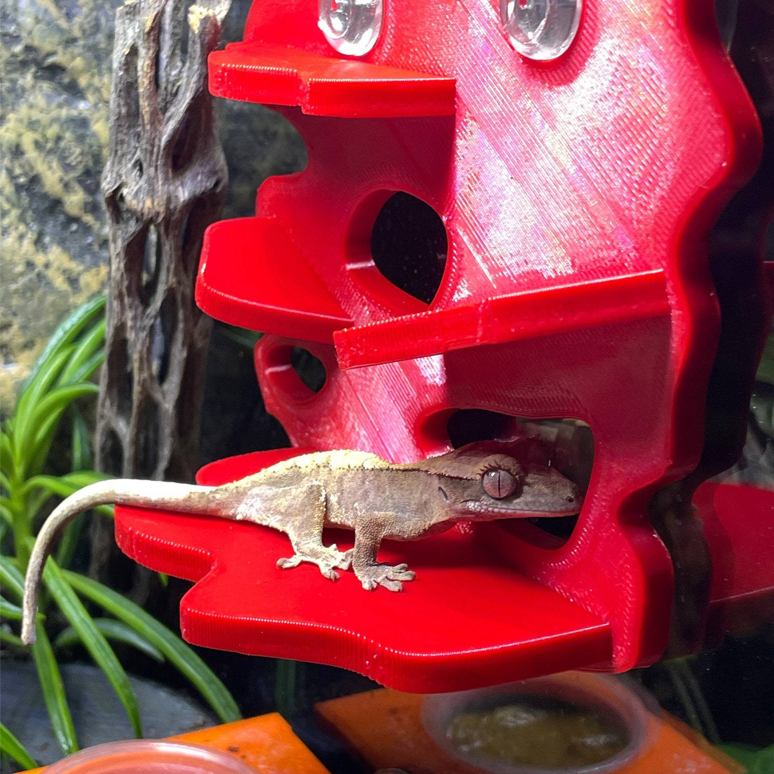 Crested discount gecko supplies