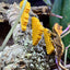 Gecko Terrarium Honey Comb Feeder - Crested Gecko Terrarium Honey Comb - Bee Hive Terrarium Decor - Wild Pet Supply