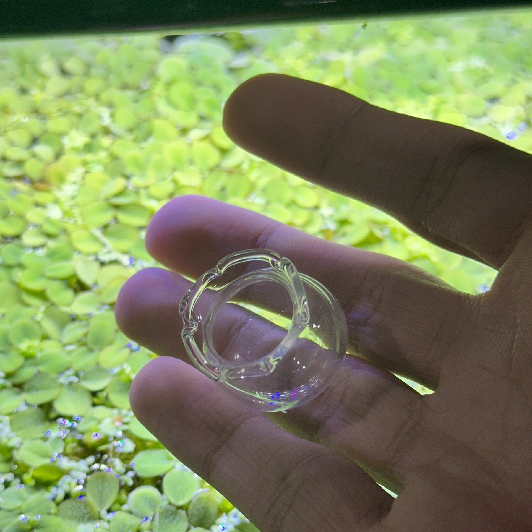 Glass Shrimp Feeding Bowl | Shrimp Food Bowl Holder - Wild Pet Supply