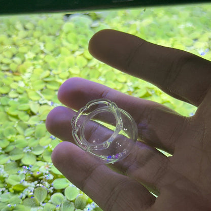 Glass Shrimp Feeding Bowl | Shrimp Food Bowl Holder - Wild Pet Supply