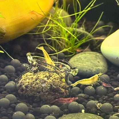 Glass Shrimp Feeding Bowl | Shrimp Food Bowl Holder - Wild Pet Supply