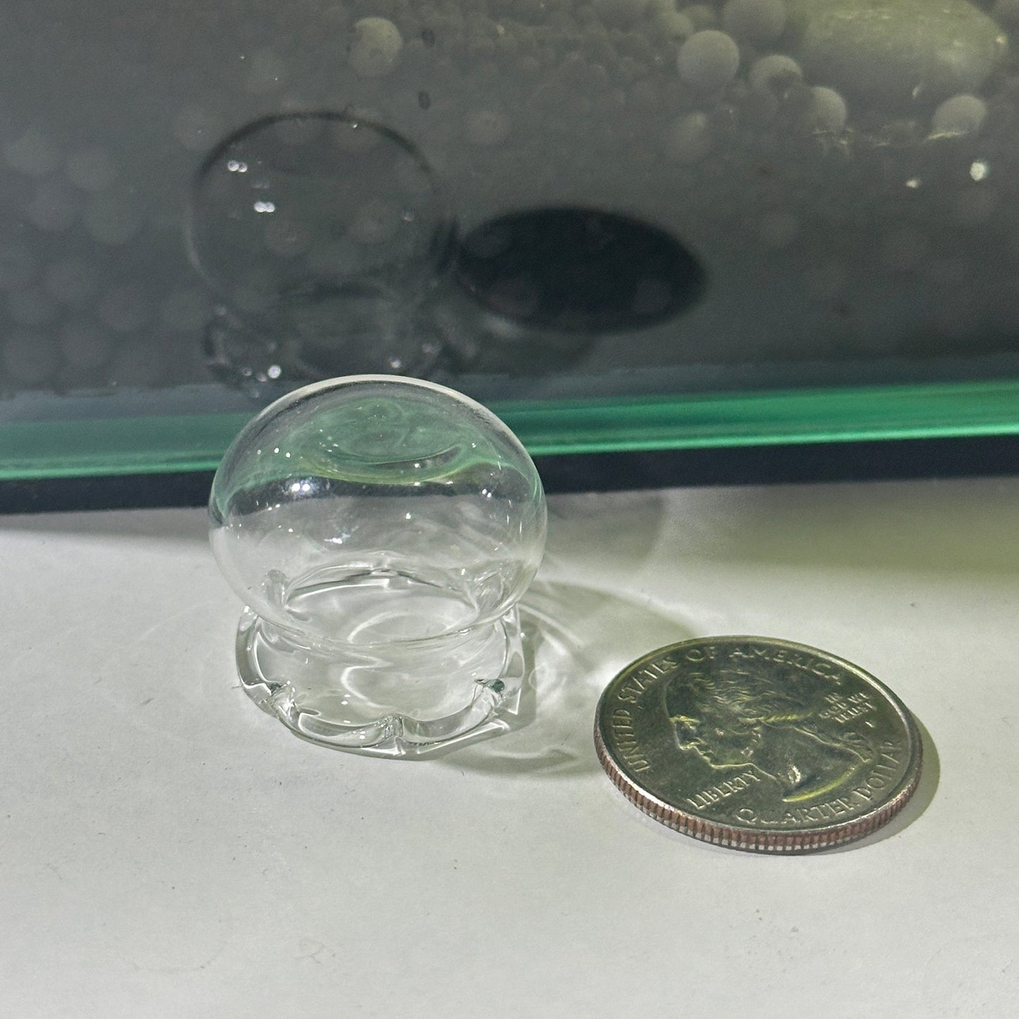Glass Shrimp Feeding Bowl | Shrimp Food Bowl Holder - Wild Pet Supply
