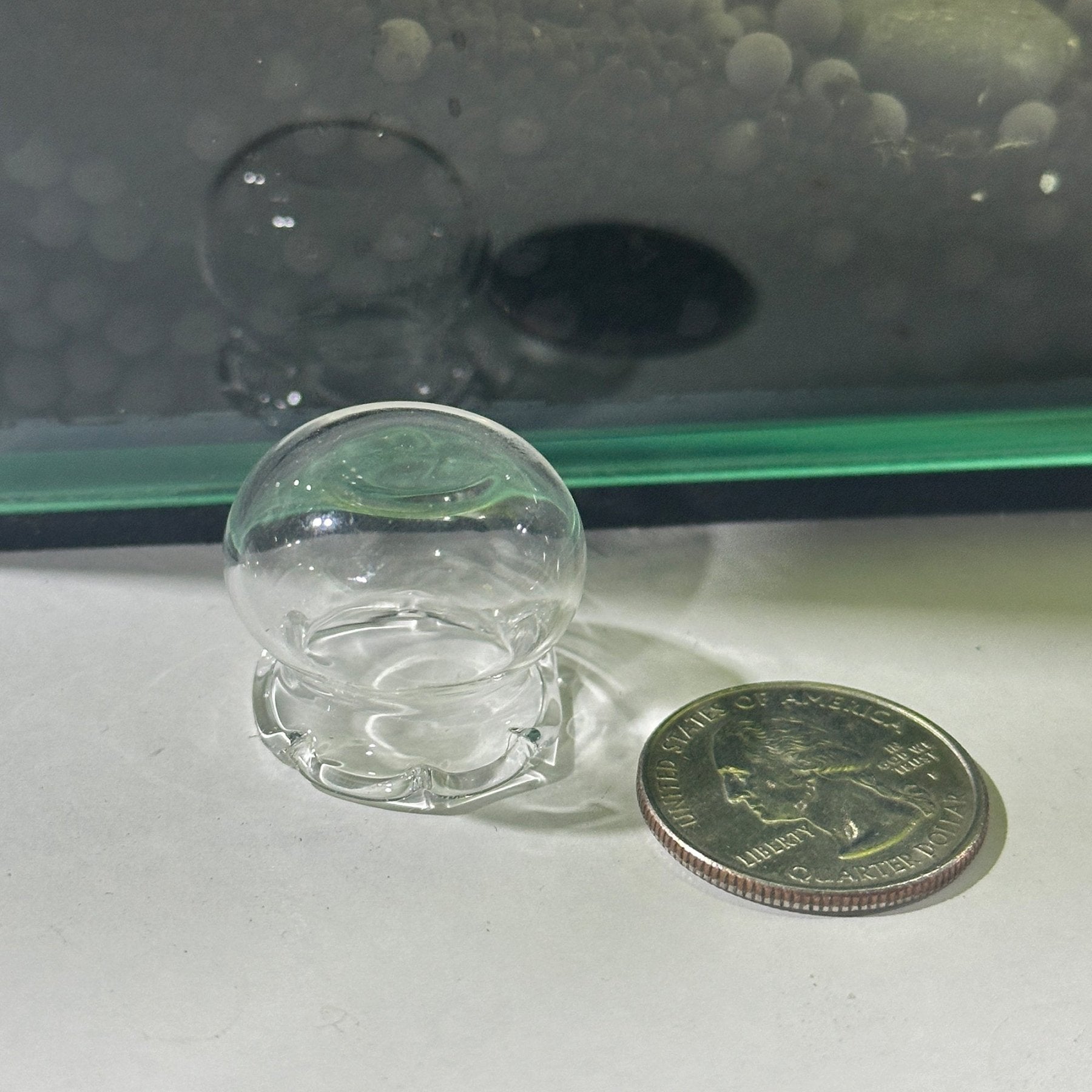 Glass Shrimp Feeding Bowl | Shrimp Food Bowl Holder - Wild Pet Supply