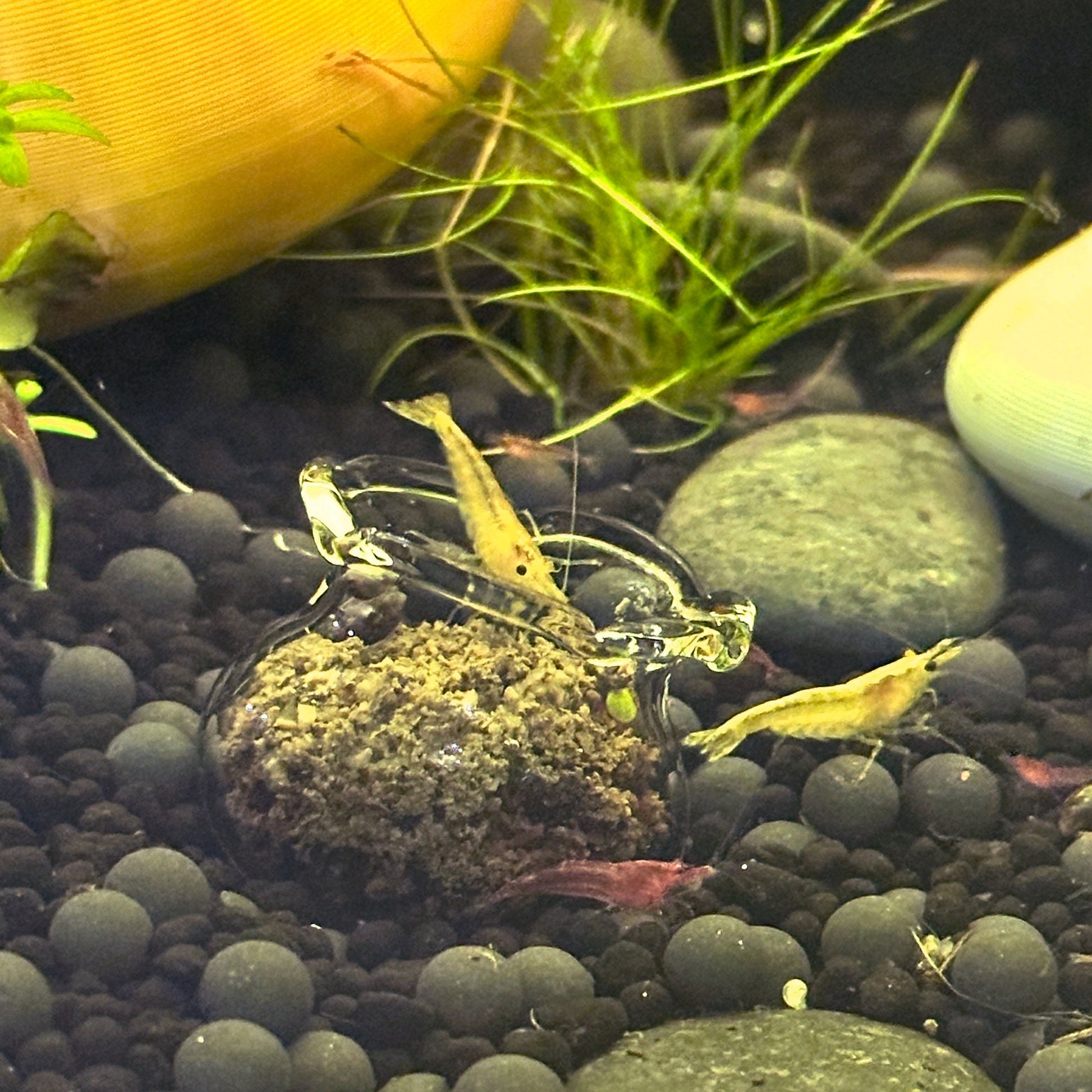 Glass Shrimp Feeding Bowl | Shrimp Food Bowl Holder - Wild Pet Supply
