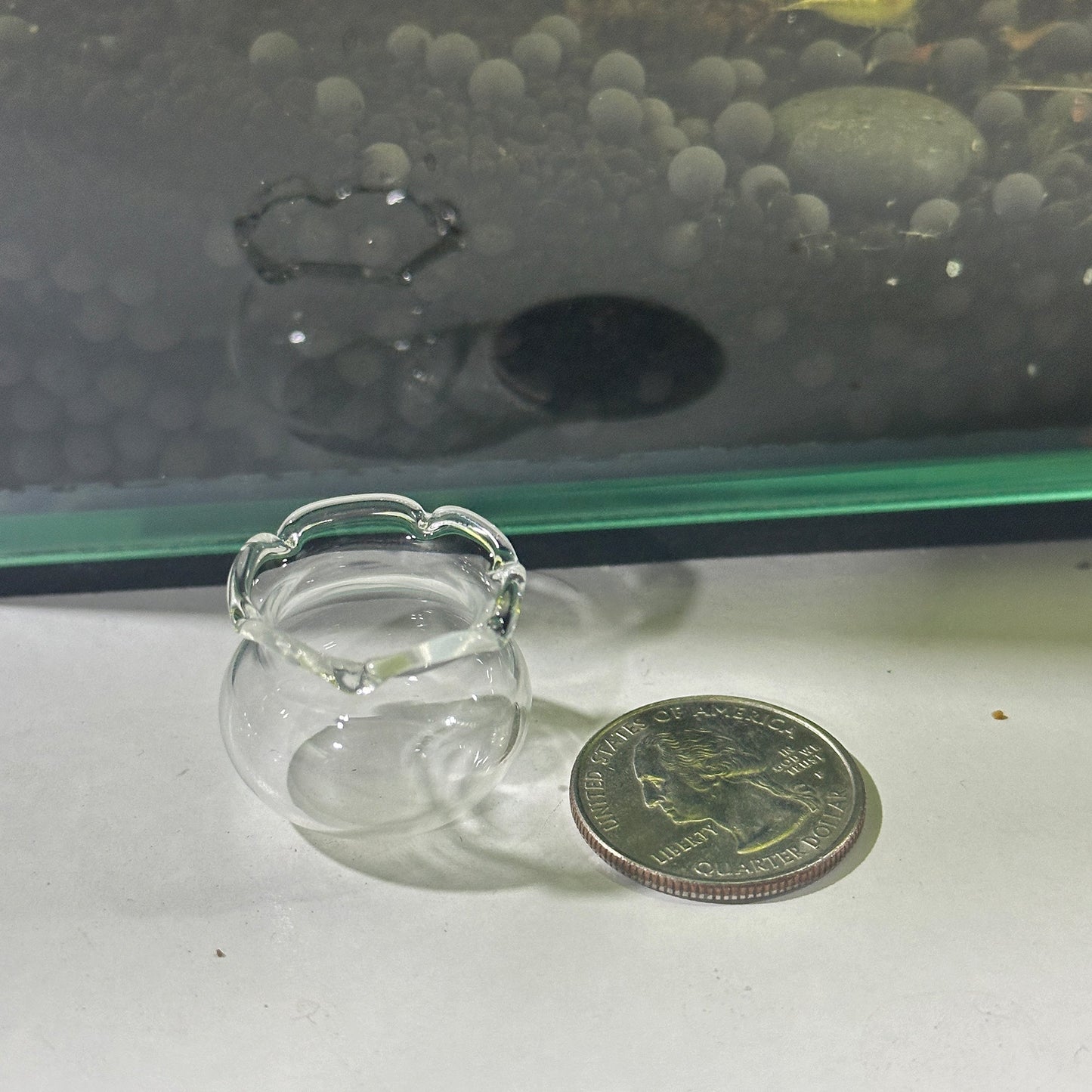Glass Shrimp Feeding Bowl | Shrimp Food Bowl Holder - Wild Pet Supply