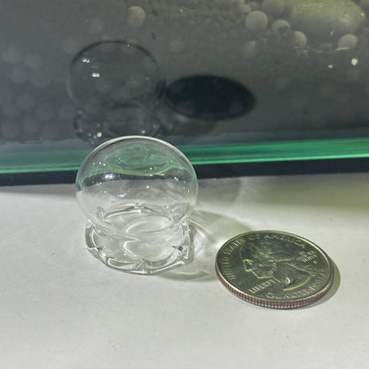 Glass Shrimp Feeding Bowl | Shrimp Food Bowl Holder - Wild Pet Supply